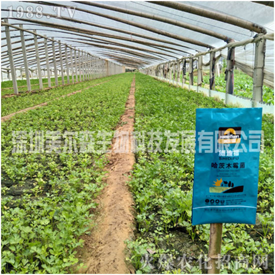 【美爾森生物】主大吉在新的一年里身體健康!心想事成!萬(wàn)事如意!