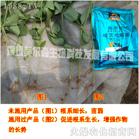 【美爾森生物】主大吉在新的一年里身體健康!心想事成!萬(wàn)事如意!