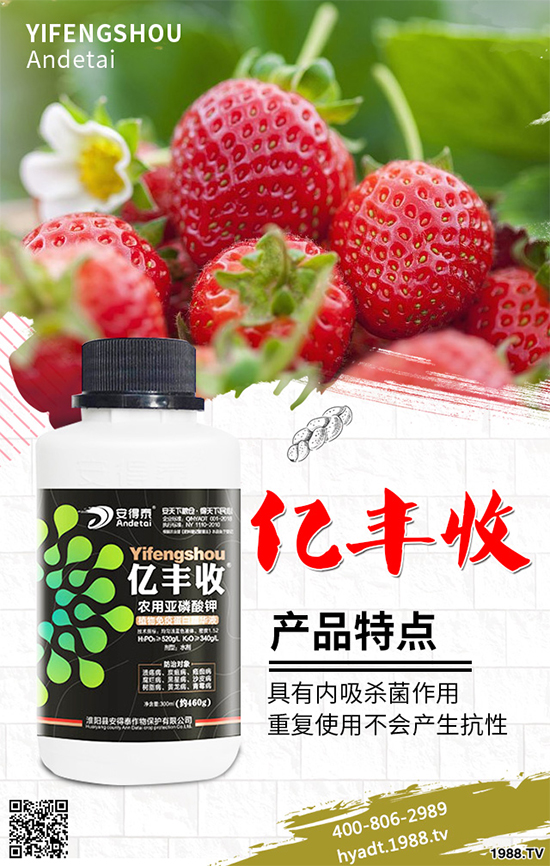 香菜如何施肥產(chǎn)量更高?秋茬香蔥高產(chǎn)施肥方案