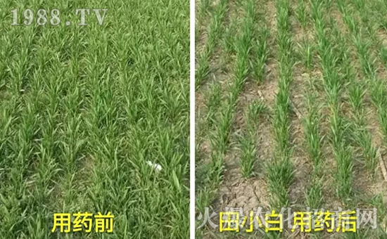 節(jié)節(jié)麥如何防除，用什么藥？怎么打藥效果好？