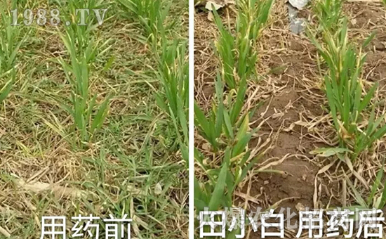 節(jié)節(jié)麥如何防除，用什么藥？怎么打藥效果好？