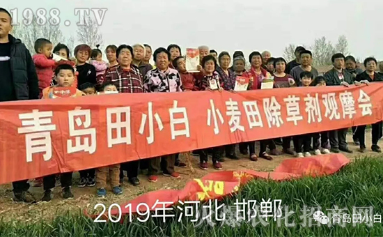 節(jié)節(jié)麥如何防除，用什么藥？怎么打藥效果好？