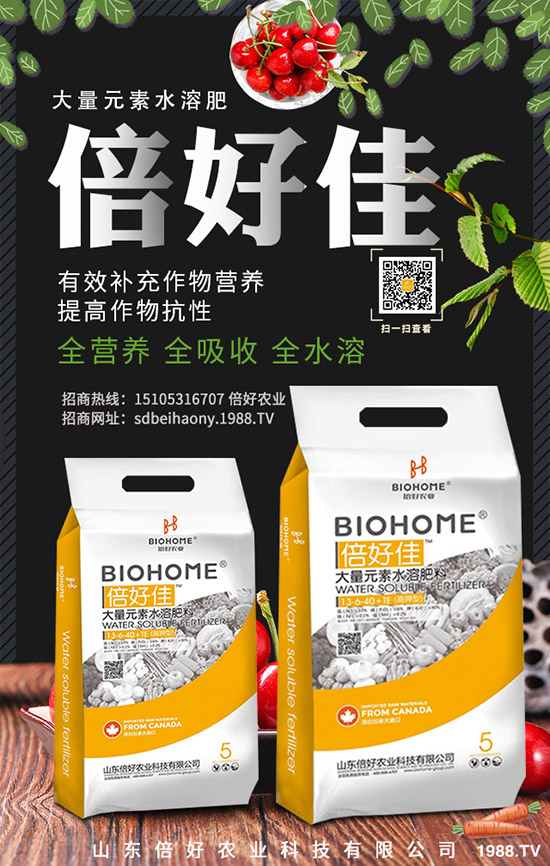 小黃姜與普通生姜的區(qū)別!小黃姜藥用價值及功效與作用你了解多少?