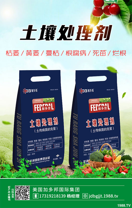 貢菊花該如何栽培？貢菊花高產(chǎn)栽培技術(shù)