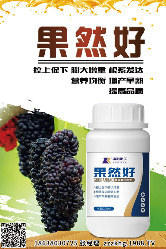 金線蓮有哪些營養(yǎng)價值？金線蓮的功效作用及食用方法