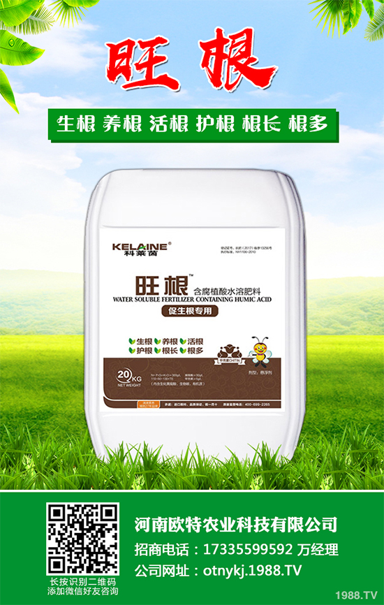 大蔥干尖是咋回事？怎樣解決？大蔥干尖的原因及防治