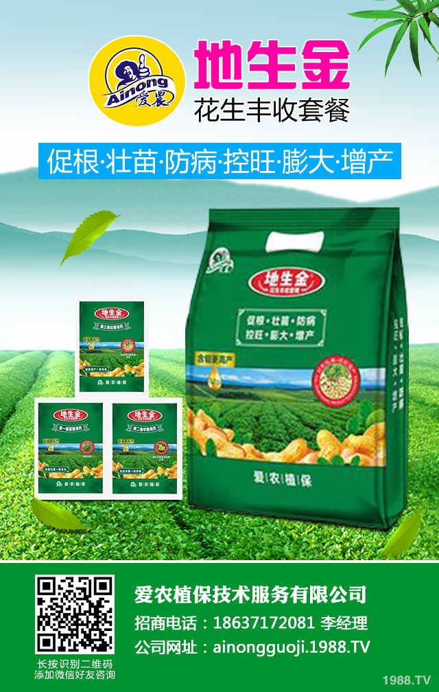 地膜棉花倒伏如何防治?地膜棉花倒伏應對措施