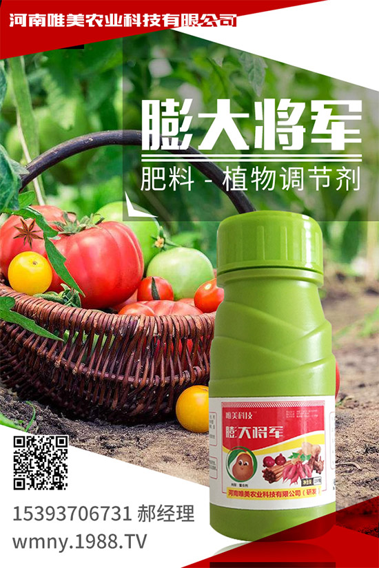 秋季棚室的管理內(nèi)容,秋季大棚蔬菜種植注意事項(xiàng)!