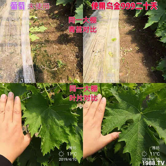 【新疆黑色生態(tài)】全體員工恭祝新老朋友:新年快樂(lè)!萬(wàn)事如意!夜夜“鼠”錢(qián)!