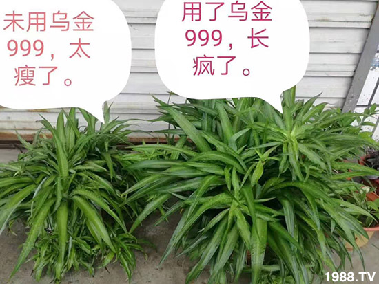 【新疆黑色生態(tài)】全體員工恭祝新老朋友:新年快樂(lè)!萬(wàn)事如意!夜夜“鼠”錢(qián)!