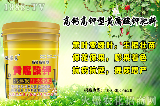 草莓生長對環(huán)境要求有哪些？秋季草莓定植注意事項和管理方式！