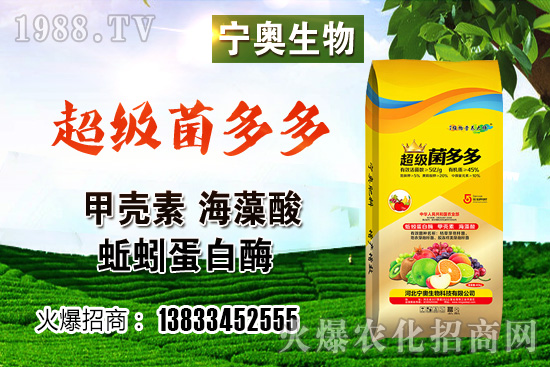 彩色花椰菜多少錢一斤？彩色花椰菜種植效益如何？怎樣種植？