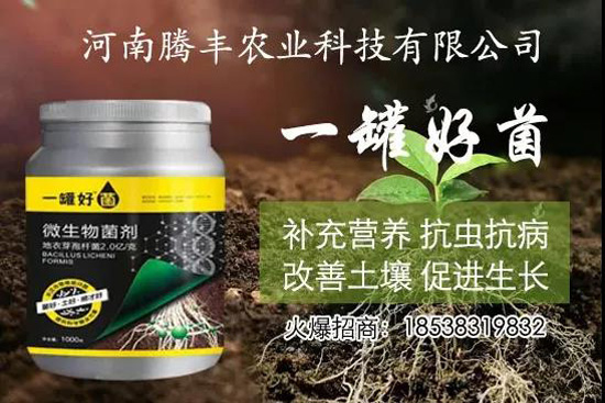 葛根種植幾年可以賣，高產(chǎn)葛根種植方法！