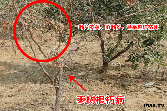 棗樹根朽病