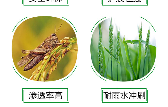 農(nóng)用有機(jī)硅助劑-速展(瓶裝)-愛(ài)農(nóng)斯達(dá)_06