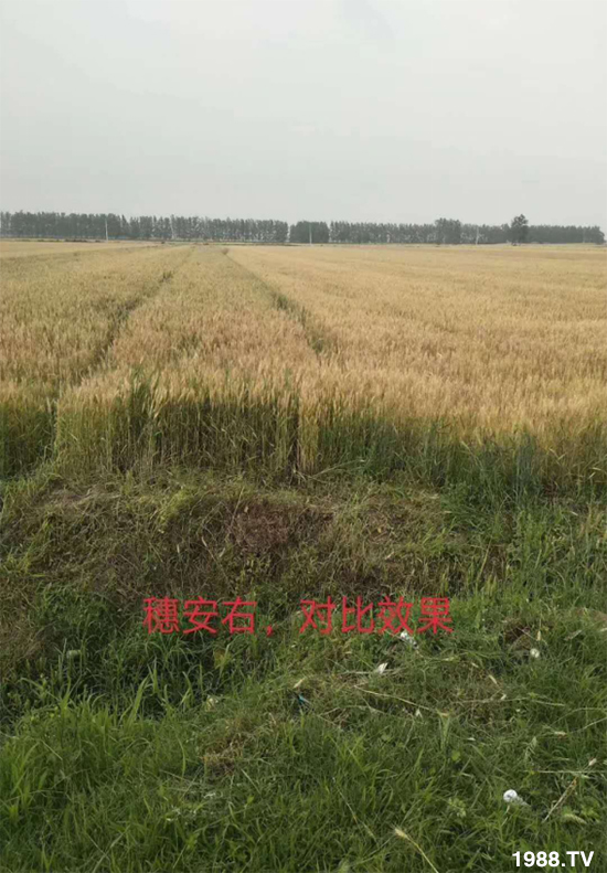 С����ù��Σ�����c(di��n)������С����ù����ʲôˎ��