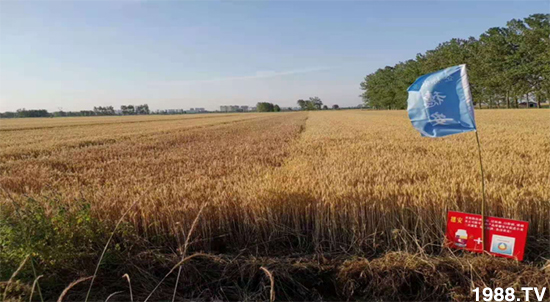 С����ù��Σ�����c(di��n)������С����ù����ʲôˎ��