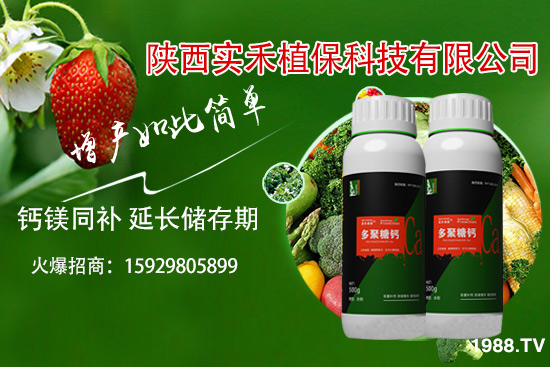 西紅柿卷葉是什么原因,西紅柿卷葉防治措施有哪些?