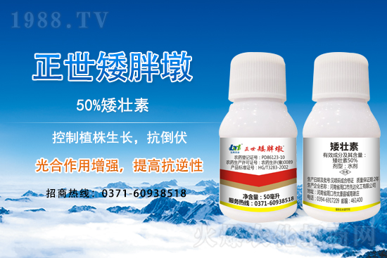 小麥冬前旺長(zhǎng)有什么危害？采取什么措施能有效防徒長(zhǎng)？