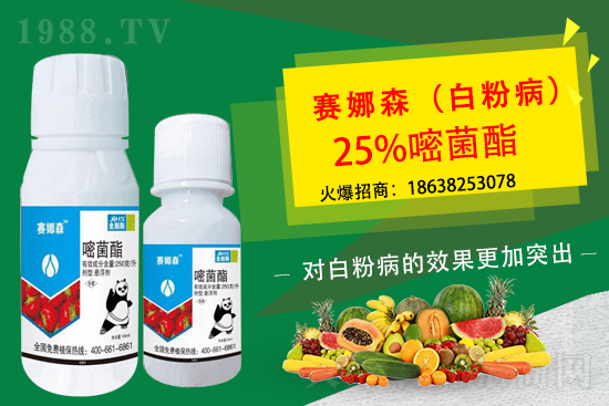 草莓白粉病來襲，損葉毀果，草莓白粉病要如何防控？