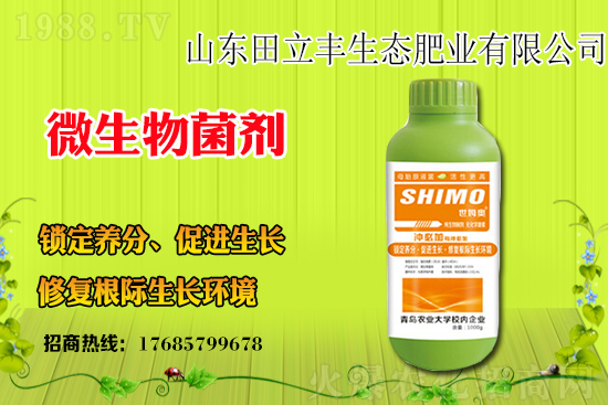 板藍根該如何種植？板藍根種植前景和效益怎么樣？