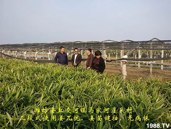     發(fā)明專利產(chǎn)品——姜兀憂，三段式防控爛脖子??！用戶紛紛反饋效果，火了！