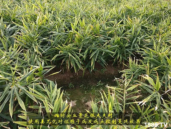     發(fā)明專利產(chǎn)品——姜兀憂，三段式防控爛脖子病！用戶紛紛反饋效果，火了！