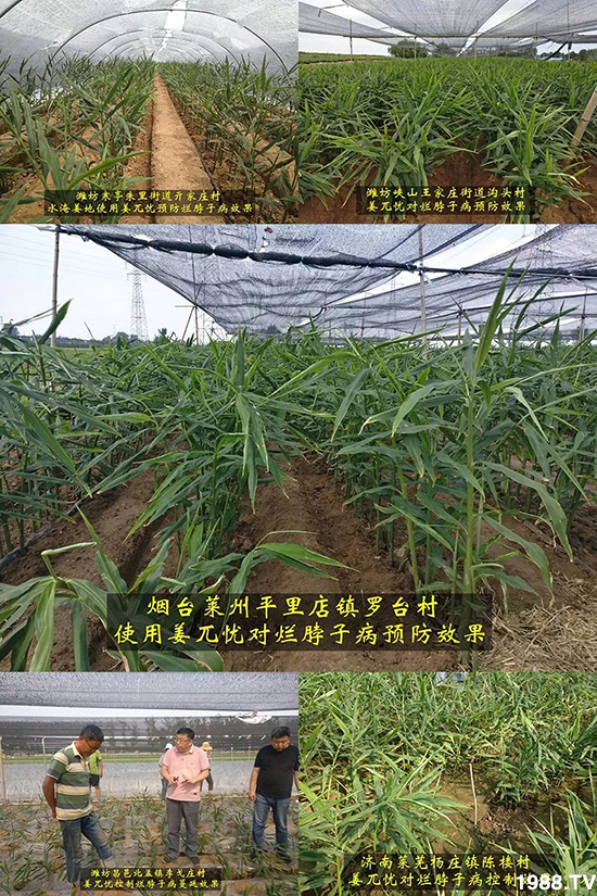     發(fā)明專利產(chǎn)品——姜兀憂，三段式防控爛脖子?。∮脩艏娂姺答佇Ч?，火了！