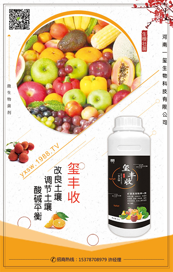 空心菜什么時間栽培?空心菜的栽培要點(diǎn)!