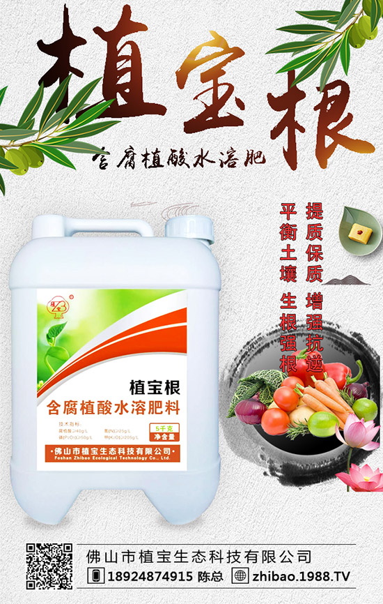 早春大棚西葫蘆什么時間種?西葫蘆定植后管理要點!