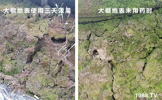 大棚地表使用三天效果和大棚地表未用藥時(shí)！