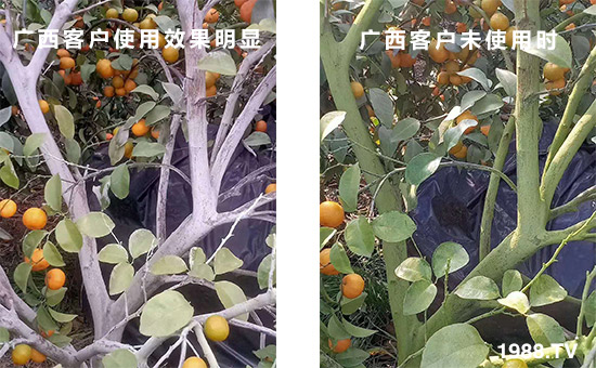 廣西客戶使用效果明顯和未使用時(shí)！