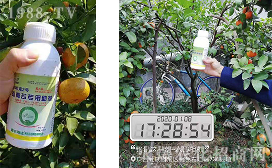 產(chǎn)品和果樹(shù)合影！