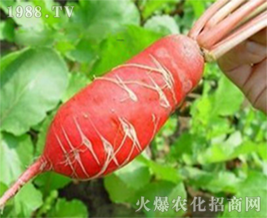 蘿卜大肚根