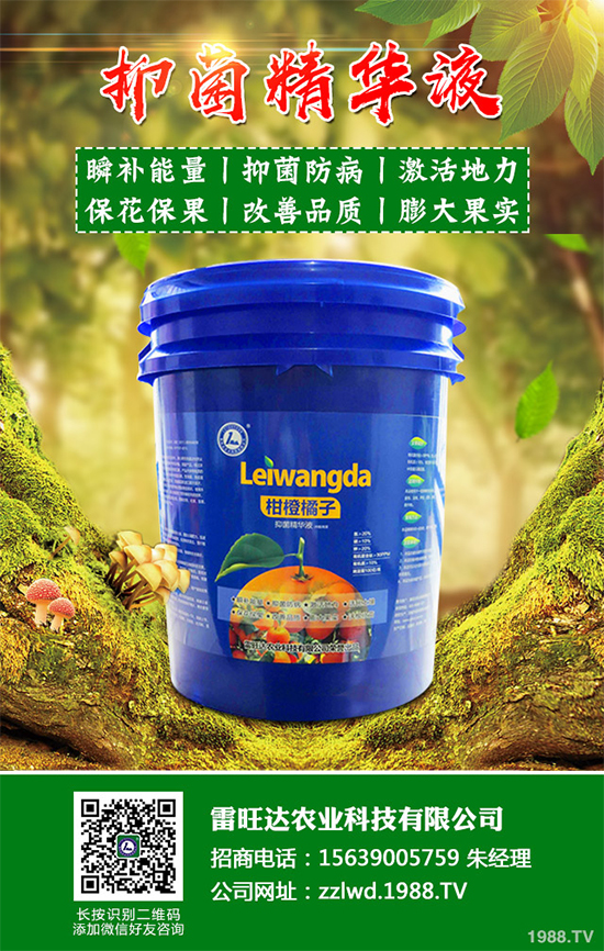 魚腥草市場價(jià)格多少錢一斤?2020年魚腥草的種植效益分析