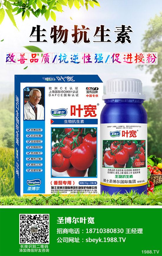 大棚薄皮甜瓜該如何栽培？薄皮甜瓜高產(chǎn)栽培技術(shù)