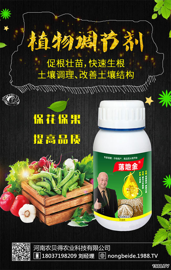 白掌葉片發(fā)黑是什么原因？白掌養(yǎng)殖注意要點(diǎn)！