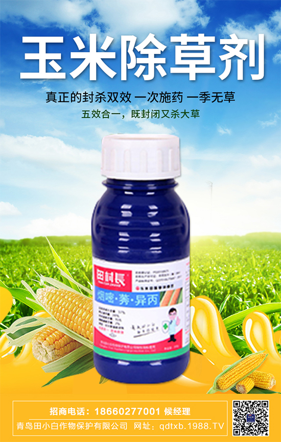 玉米種子拌種有什么作用？玉米苗期管理要點！