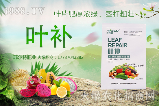 無花果種植前景怎么樣？無花果種植時(shí)間和方法！