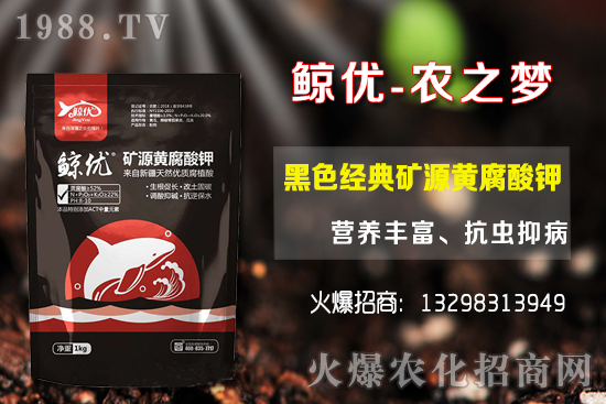 青棗的種植密度，青棗的品種選擇及種植方法！