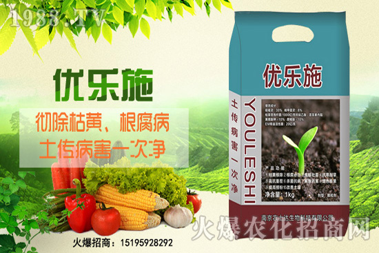 種芹菜空心多，品質(zhì)差？芹菜空心原因及防治措施！