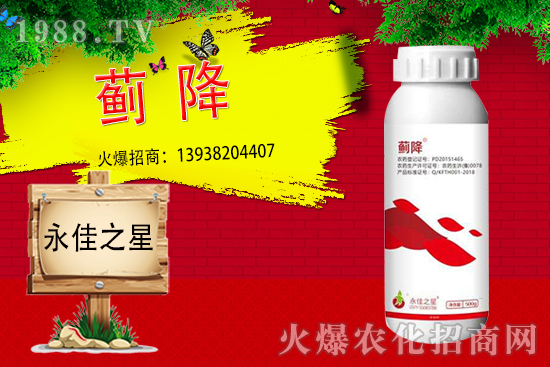 薊馬危害癥狀有哪些？用什么藥能有效防治？