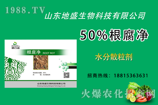 根腐病危害重，如何做好根腐病的防治？這樣做50%根腐凈！