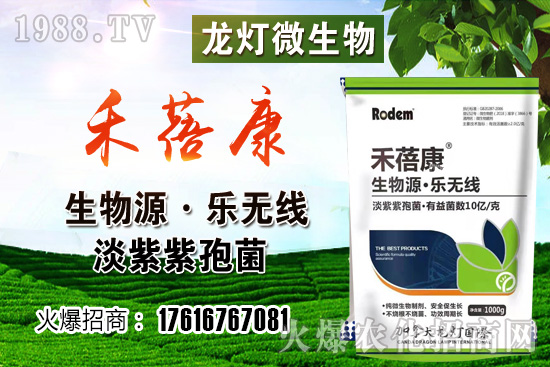 西紅柿授粉方法是？西紅柿露天和大棚種植有何不同？
