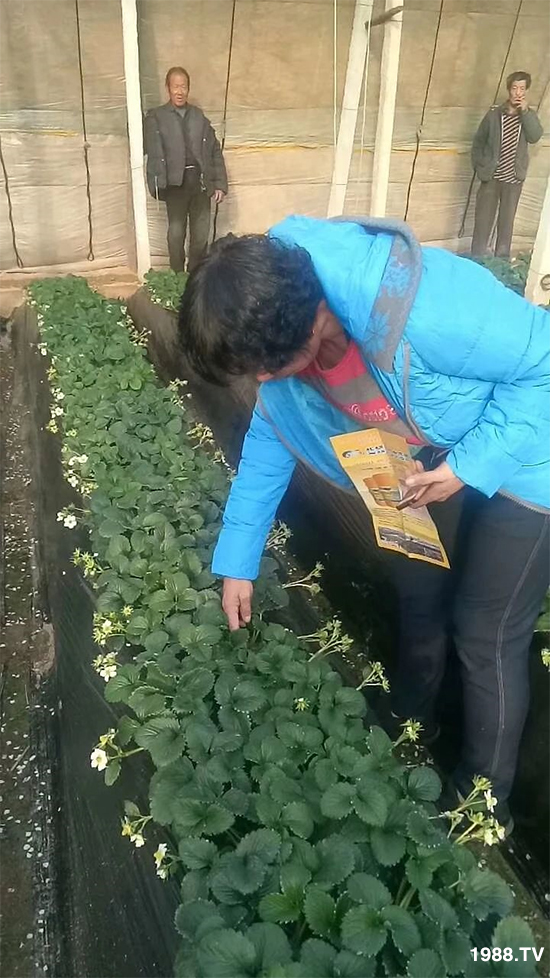 水溶肥市場大變革?。亢Ｔ寰?、魚蛋白將被它代替！1000多用戶鼎力推薦！