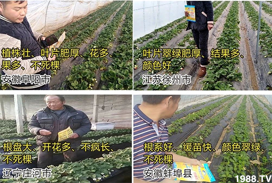 水溶肥市場大變革??？海藻精、魚蛋白將被它代替！1000多用戶鼎力推薦！