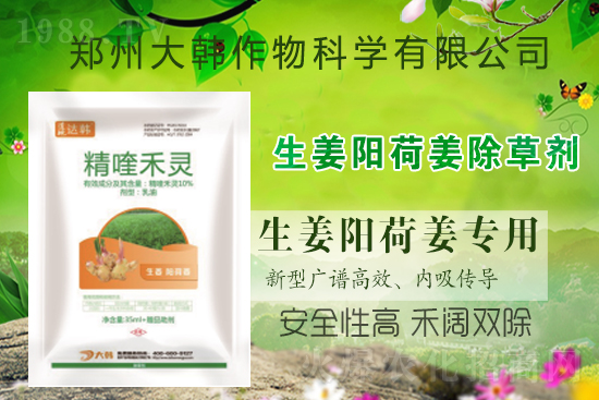 大姜陽荷姜怎么除草，姜地打什么除草劑，大姜陽荷姜除草方法及注意事項(xiàng)