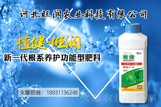 藍莓樹苗怎么種植?藍莓樹苗的種植及修剪除草技術!