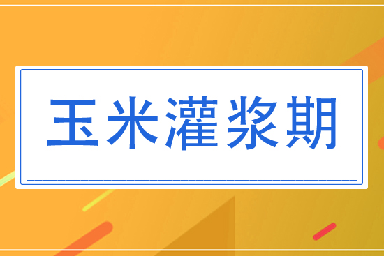 8月玉米灌漿期將怎么管理?