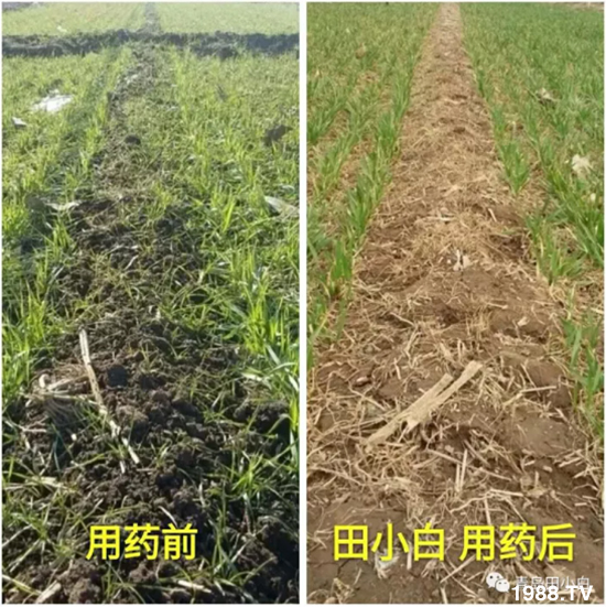 節(jié)節(jié)麥危害嚴重怎么打？用什么藥劑效果好？